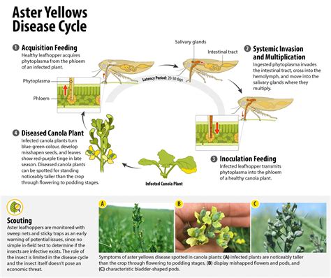 Aster Yellows | Canola Encyclopedia