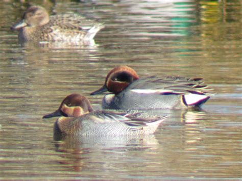 Cerceta Carretona X N H Brido Ebird