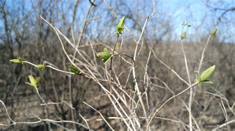 Free Images Nature Branch Prairie Leaf Flower Wildlife Green Flora Wildflower Wetland