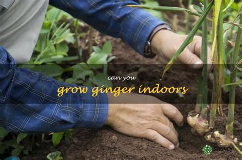 Ginger Up Your Home: How To Grow Ginger Indoors | ShunCy