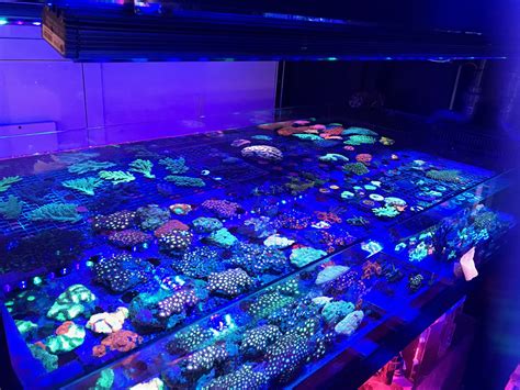 Best Reef Aquarium Led Lighting Photos Gallery Orphek