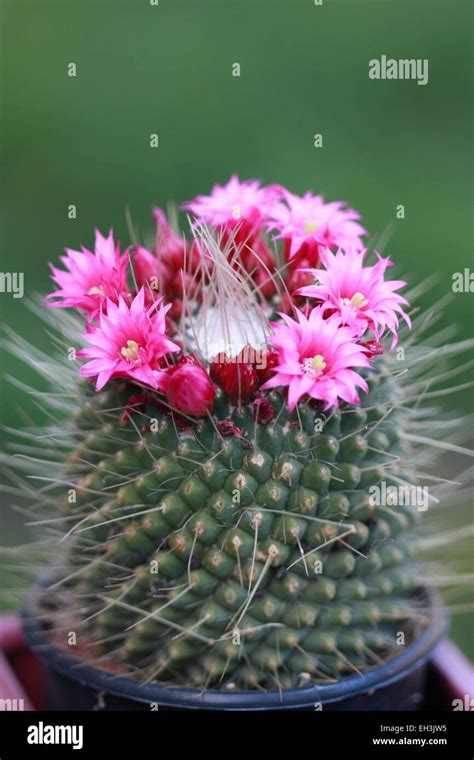 Red Headed Irishman Or Mammillaria Spinosissima Cactus Stock Photo Alamy