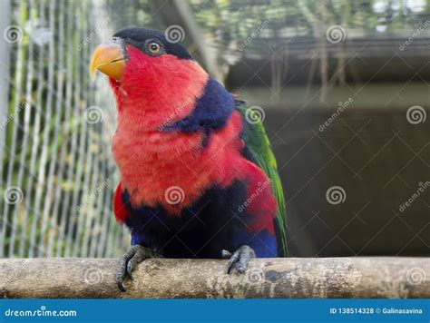 Lori`s Red Parrot Stock Photo Image Of Feather Blue 138514328