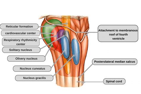 Medulla Oblongata: Definition, Structure And Functions