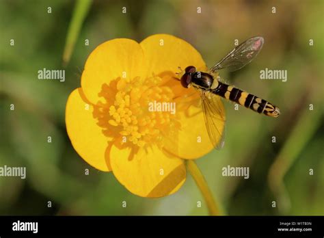 Mosca amarilla fotografías e imágenes de alta resolución - Alamy