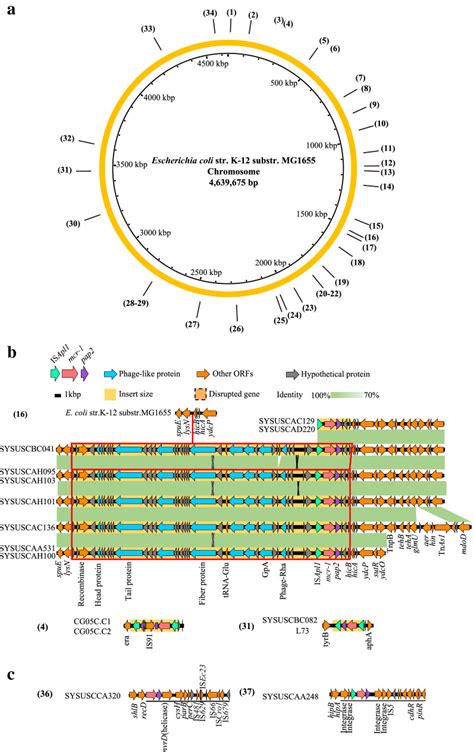 Genomic Patterns And Characterizations Of Chromosomally Encoded Mcr 1