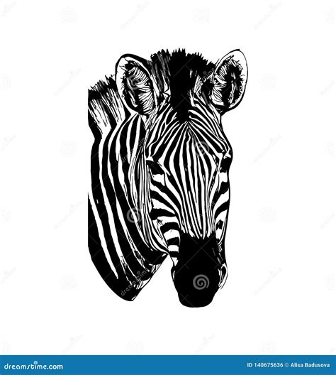 Zebra Vector Hand Drawn Graphic Illustration On White Background Stock