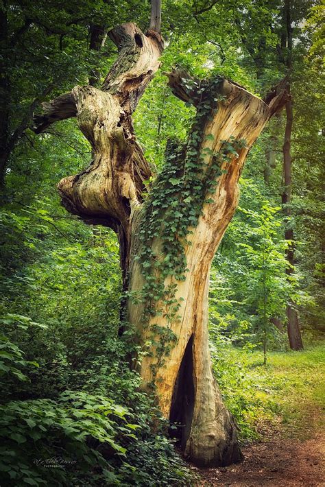 Home Of The Fairies Abgestobene Eiche Pfaueninsel Berlin Rita