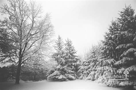 How to Protect Plants Covered in Snow | Campbell & Ferrara | Blog