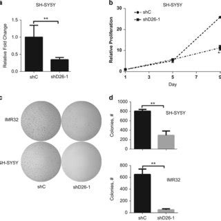 Knockdown Of DUSP26 Inhibits NB Growth In Vivo A SH SY5Y Expressing