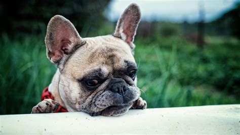 Cute French Bulldog wallpaper - backiee