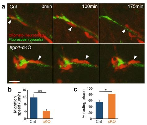 Effects of neuroblast specific β1 integrin deletion on blood Download