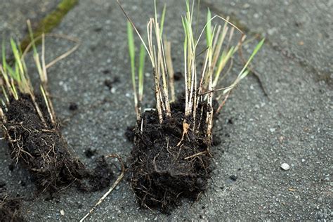 Gartenarbeit im März das ist jetzt im Garten zu tun freudengarten