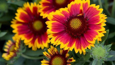 9 Fascinating Facts About Indian Blanket Flower