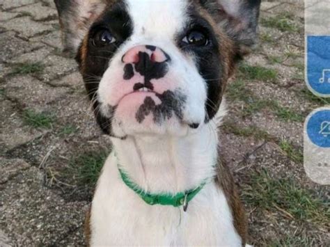 Chiot mâle Bouledogue Français croisé Jack Russel à vendre Petite