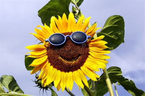 Smiling Sunflower with Sunglasses Stock Photo - Image of outdoor ...