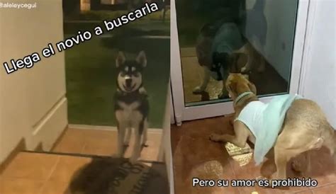 TikTok Viral Perrita Se Emociona Con La Visita De Su Novio Pero Su