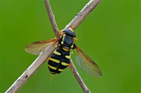 Xanthogramma Pedissequum M Syrphidae Natura Mediterraneo Forum