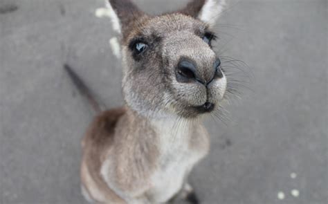 3 injured in rare attack by kangaroo in Australia