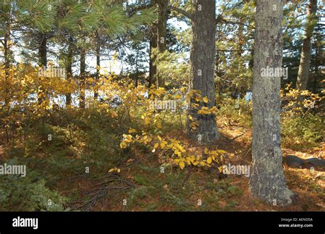 Lake Autumn Colors Stock Photo - Alamy