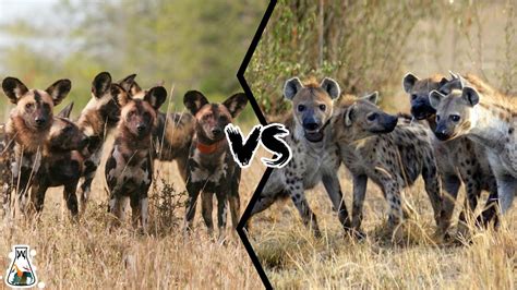 Are African Wild Dogs Related To Hyenas? All Answers - Chambazone.com