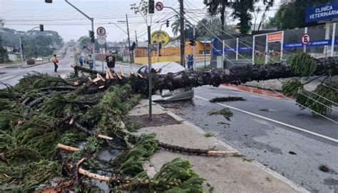 FOTOS Ventos de 70 km h provocam queda de 177 árvores chuva em