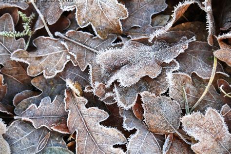 Kuva Ensimmäisenä pakkasaamuna jäätyneet jäiset kuuraiset huurteiset