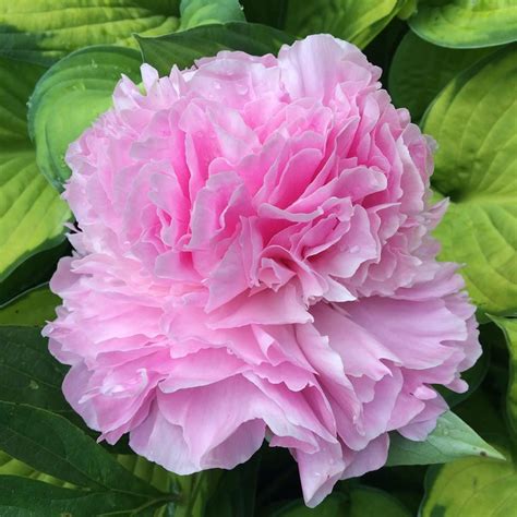 Peony Paeonia Lactiflora Pink Giant In The Peonies Database