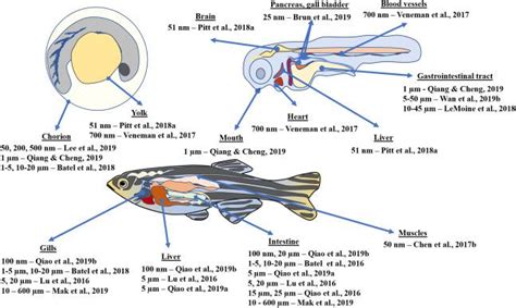 Zebrafish as a Model Organism Market Trends Analysis