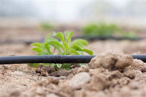 Drip Irrigation Vs Sprinkler Systems Which Is Best For Your Garden