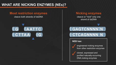 Strand Displacement Amplification And Nicking Enzyme Neb