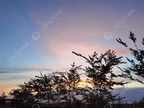 Background Foto Pemandangan Pohon Di Pinggir Jalan Saat Matahari