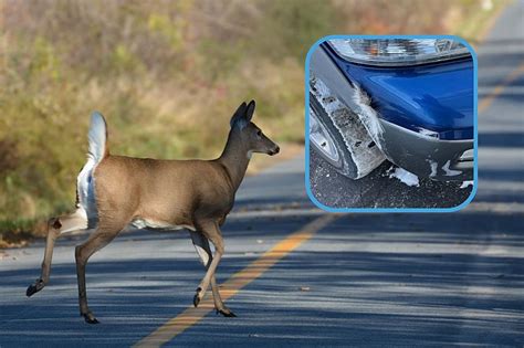 What To Do When You Hit A Deer With Your Car In Illinois