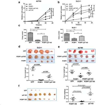 PCBP1 Suppresses Cell Proliferation And Tumorigenesis A B Cell