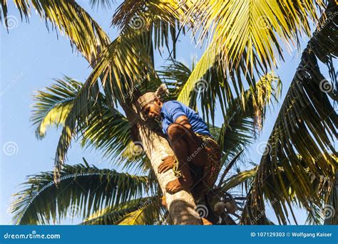 Coconut Harvesting Editorial Stock Photo Image Of Tropical