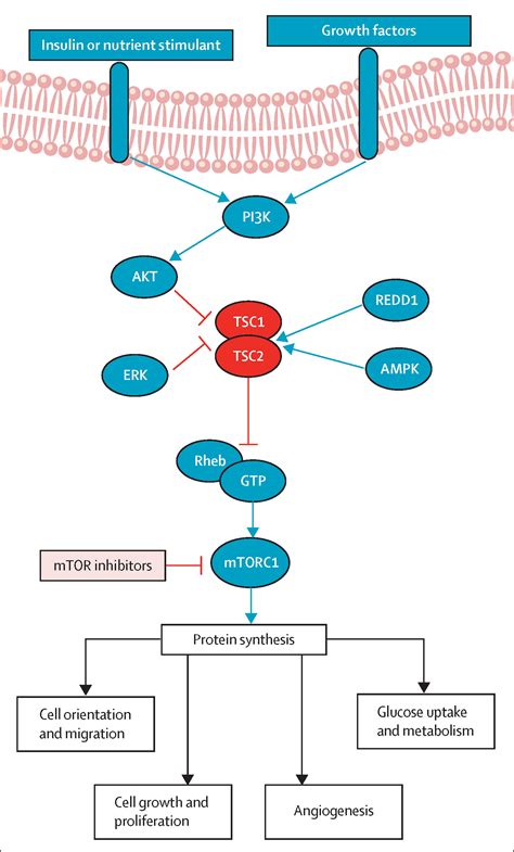 Neurological And Neuropsychiatric Aspects Of Tuberous Sclerosis Complex