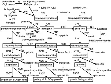 Main Flavonoid Biosynthetic Pathways In Plants Download Scientific