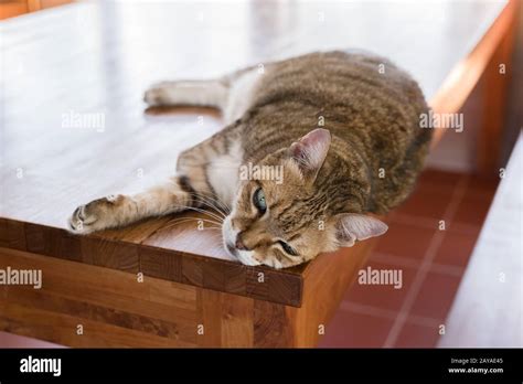 lazy cat sleeping Stock Photo - Alamy