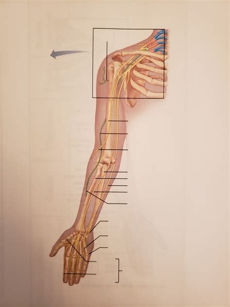 The Major Nerves Of The Upper Limb Labeling Diagram Quizlet