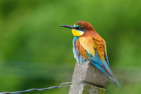 Gratis Afbeeldingen Natuur Wildlife Bek Kleurrijk Roodborstje