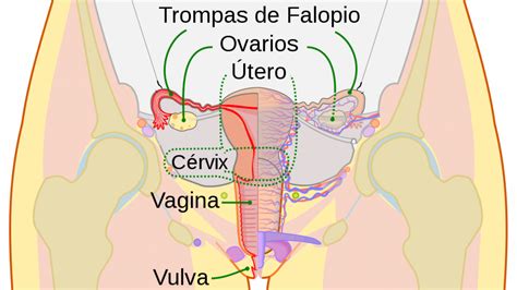 Ligadura de trompas el método anticonceptivo definitivo en qué