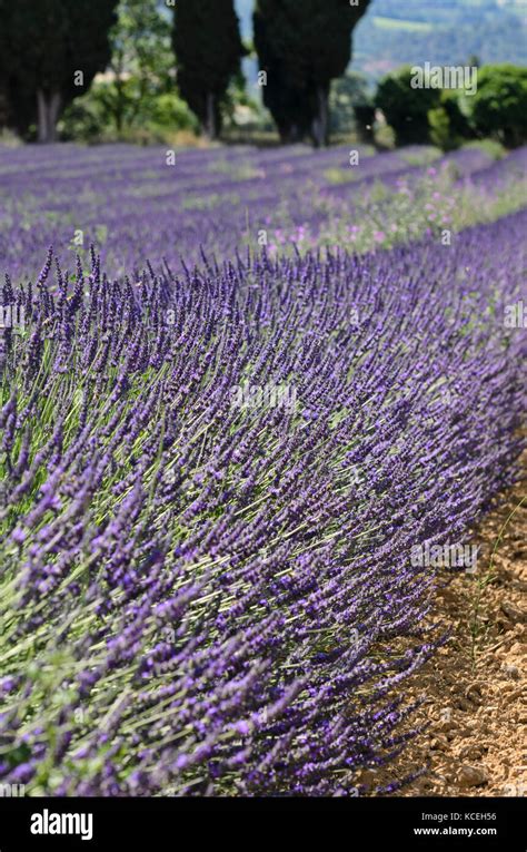 Lavandin Lavandula X Intermedia Provence France Stock Photo Alamy