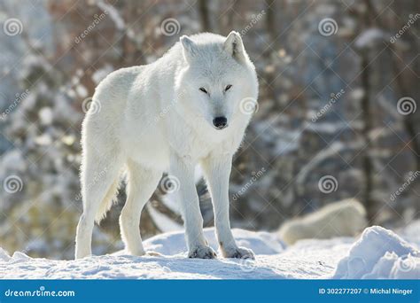 Male Arctic Wolf Canis Lupus Arctos Portrait In The Snow Stock Image