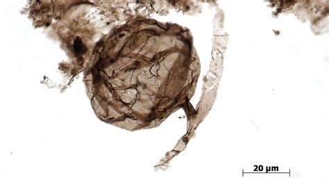 A Billion-Year-Old Fungus May Hold Clues to Life’s Arrival on Land - The New York Times