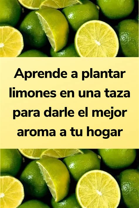 Aprende A Plantar Limones En Una Taza Para Darle El Mejor Aroma A Tu