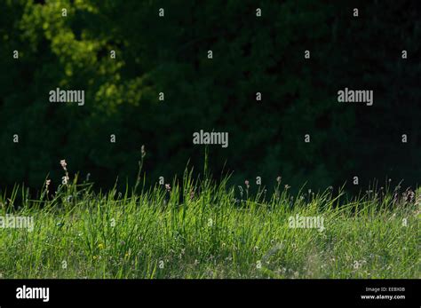 Meadow In The Woods Stock Photo Alamy