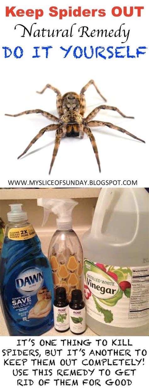 Keep Spiders Away ~ My Slice Of Sunday Remedies Natural Remedies Cleaning Hacks