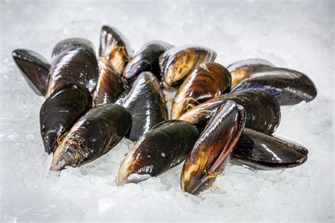 Product Of Australia Min 1kg Spring Bay Mussels Are Celebrated For