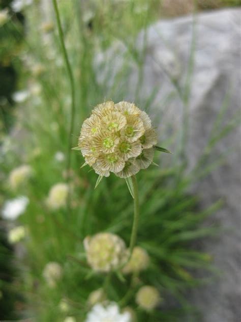 Free Images Nature Blossom White Flower Petal Bloom Botany