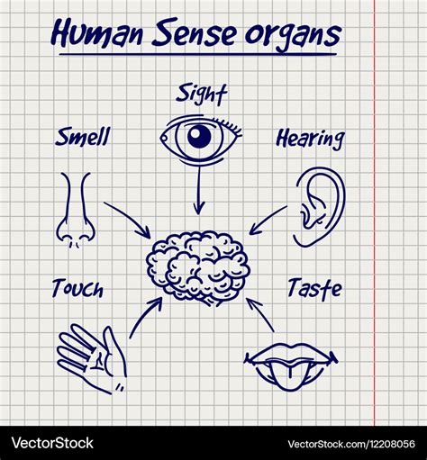 Synopsis Of Human Sense Organs Sketch Royalty Free Vector